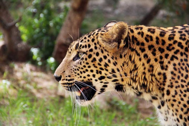 - %title - Marinea 2026