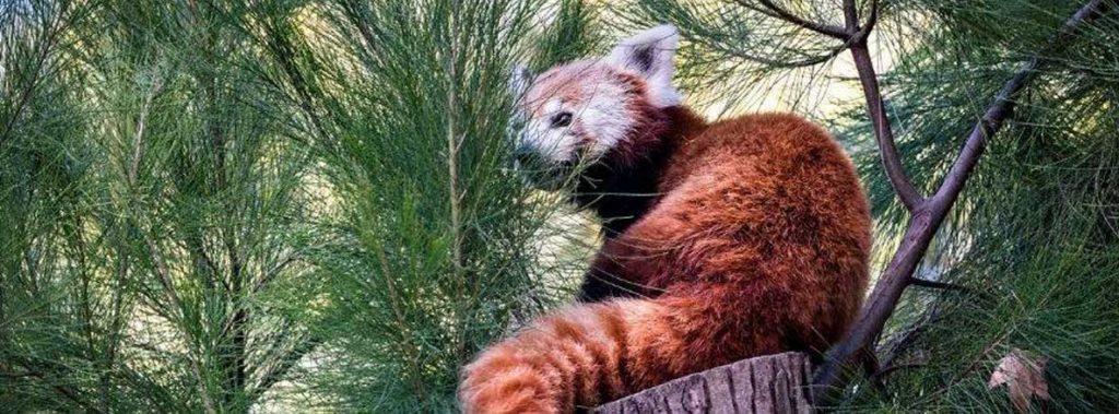 Imagen de portada del listado